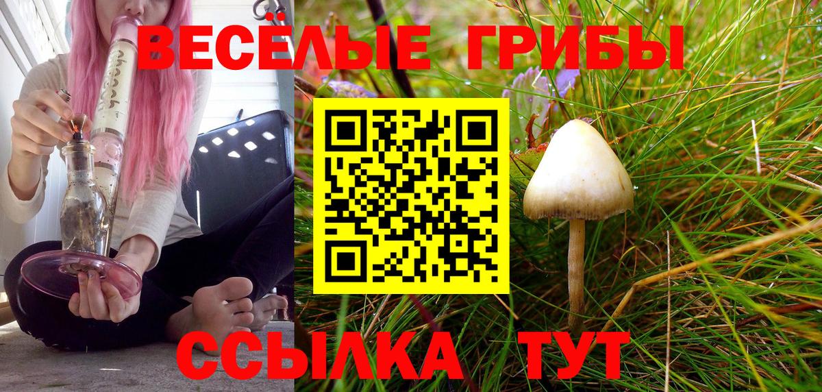 Псилоцибиновые грибы Psilocybine cubensis  Абакан  Галлюциногенные грибы мухоморы 